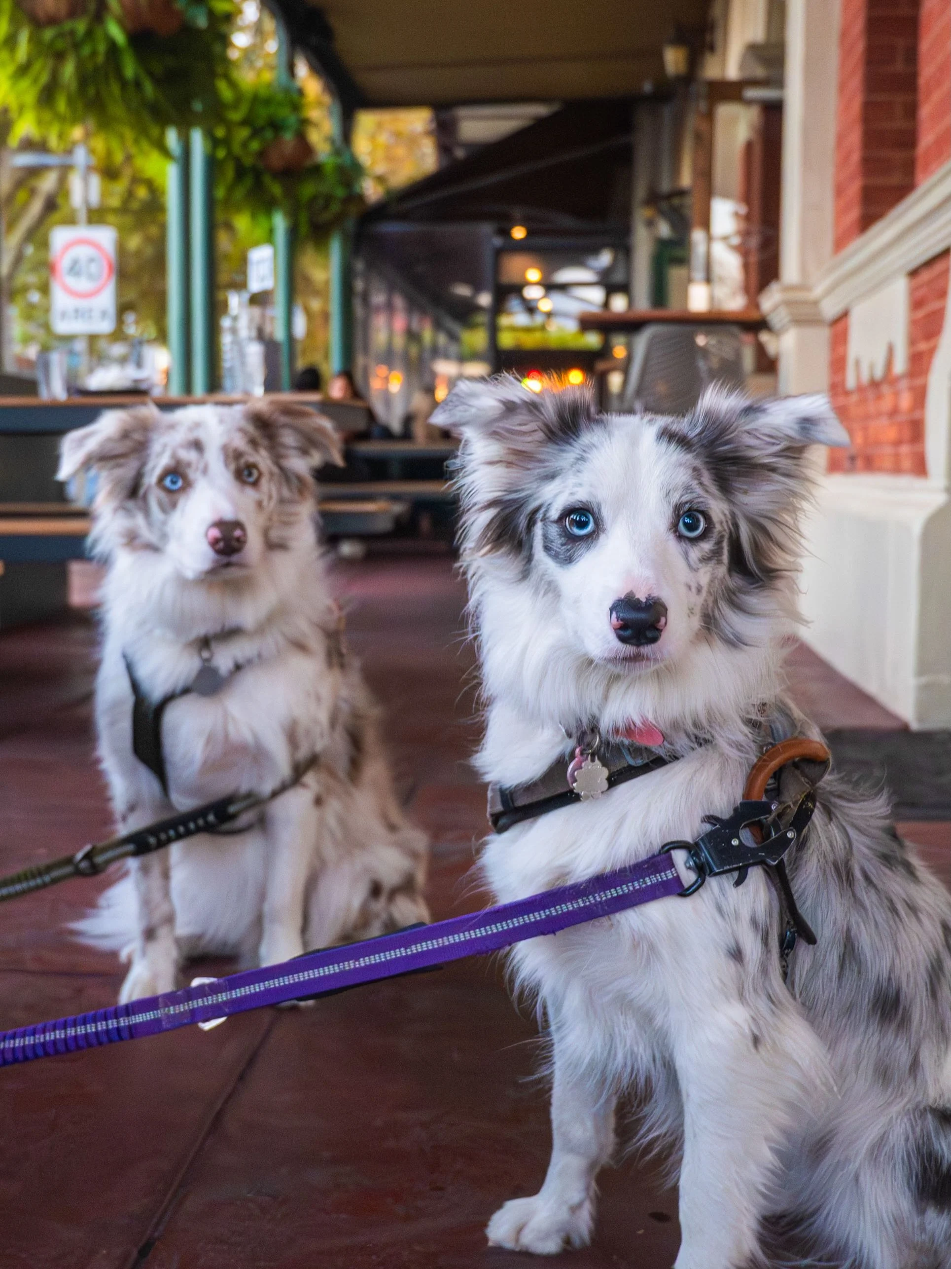 Just because it&rsquo;s the beginning of the week, doesn&rsquo;t mean you can&rsquo;t stop by for a beer! 😉 

Beers, bites, bants &amp; more. 

Oh and your bestie 🐕 is welcome on our verandahs, so bring them along. 

Open daily, 11am &lsquo;til lat