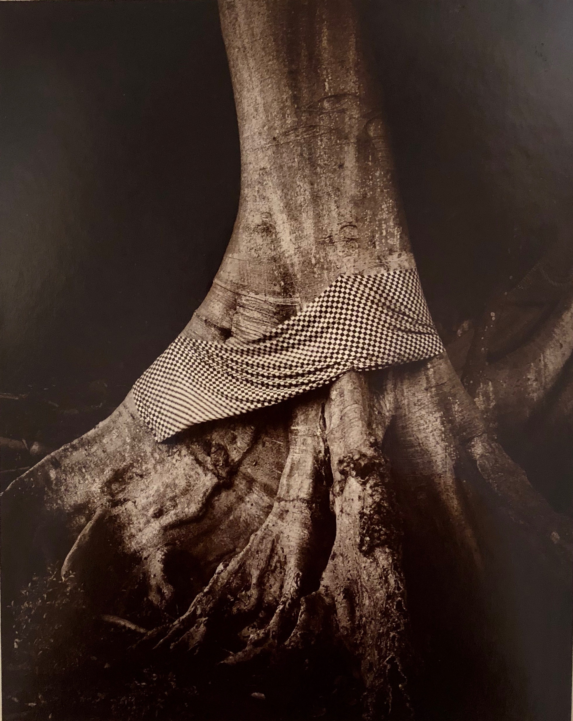 Linda Connor, Tree Decorated with Sacred Cloth , 1991, contact-printed photograph toned with gold chloride