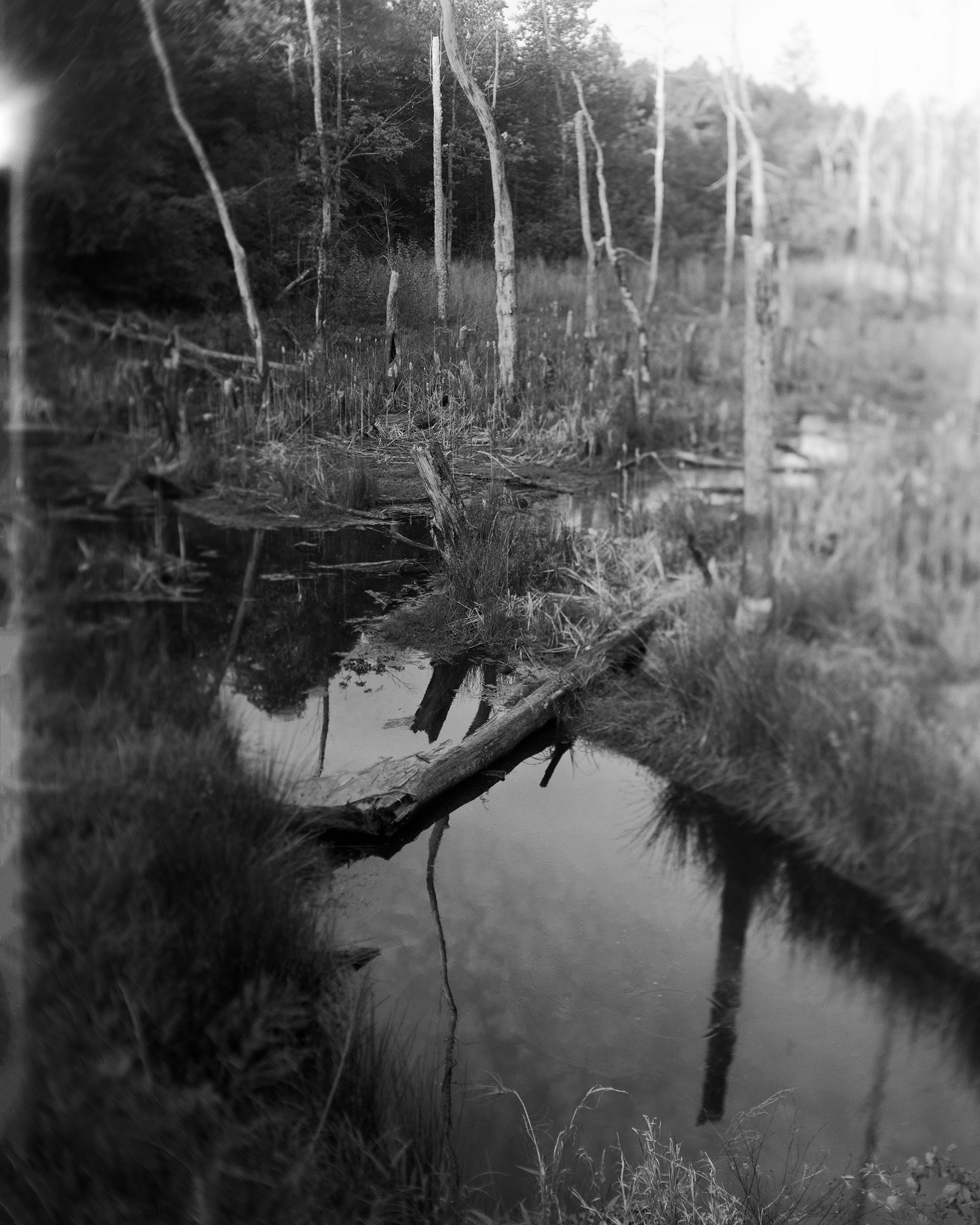 Jessica Taylor, Roadside Swamp , 2017, archival inkjet print