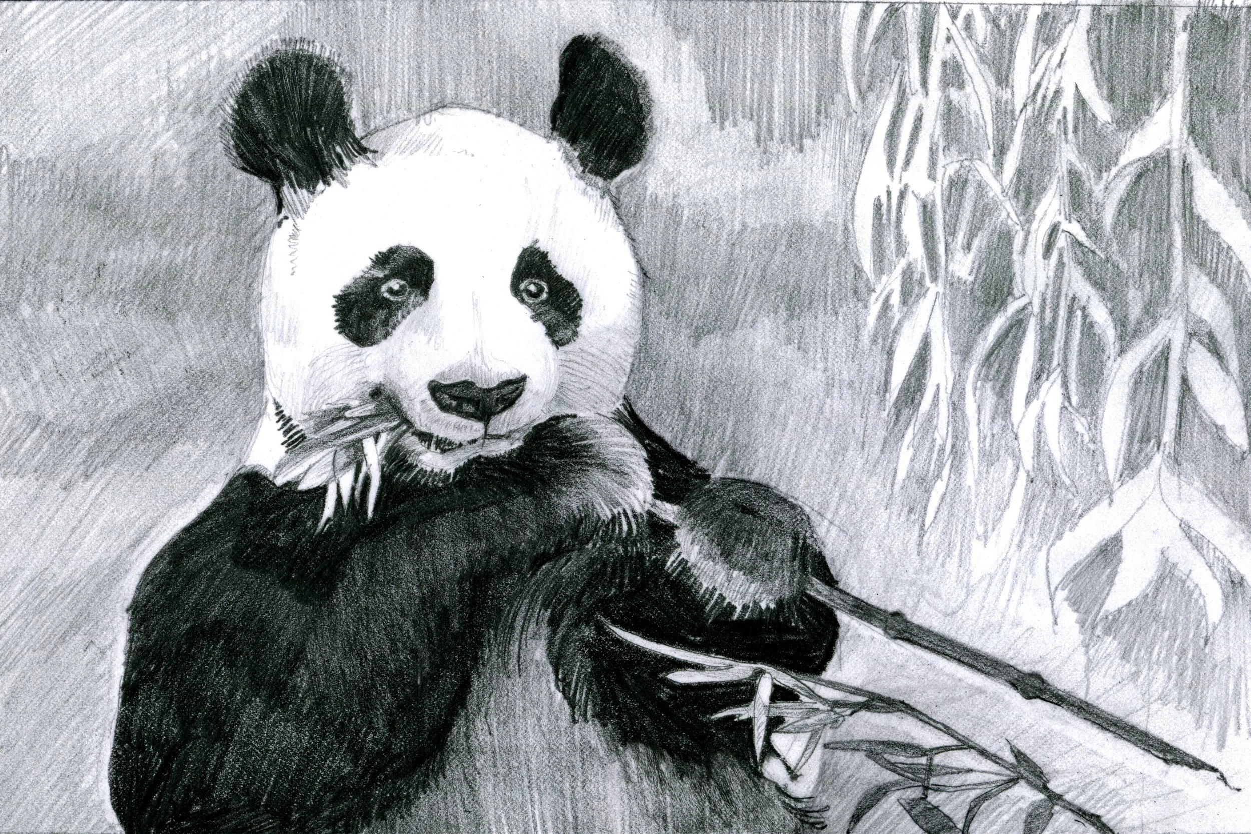 starbucks_panda_2-web.jpg