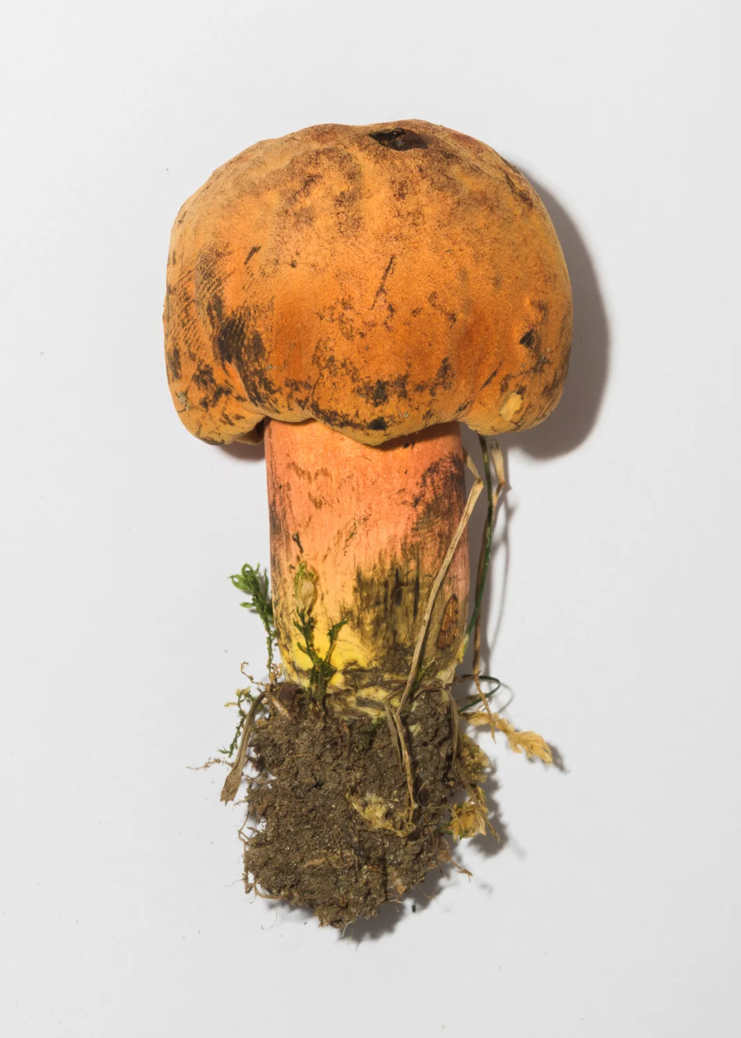 Mushroom-56.jpg
