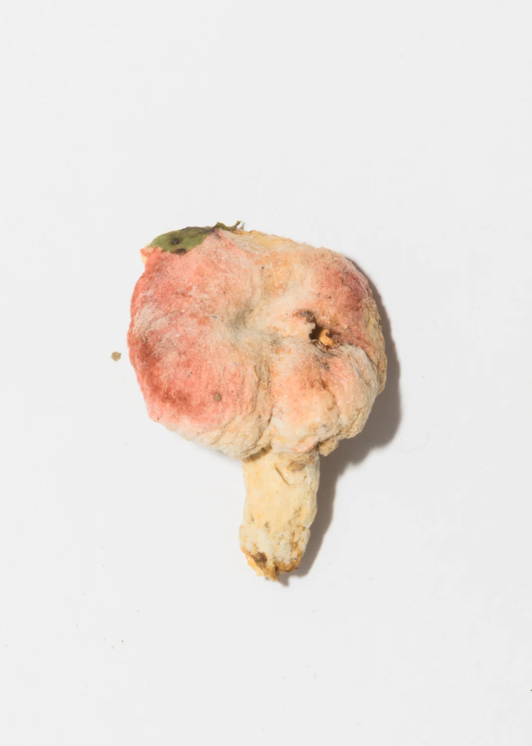Mushroom-62.jpg