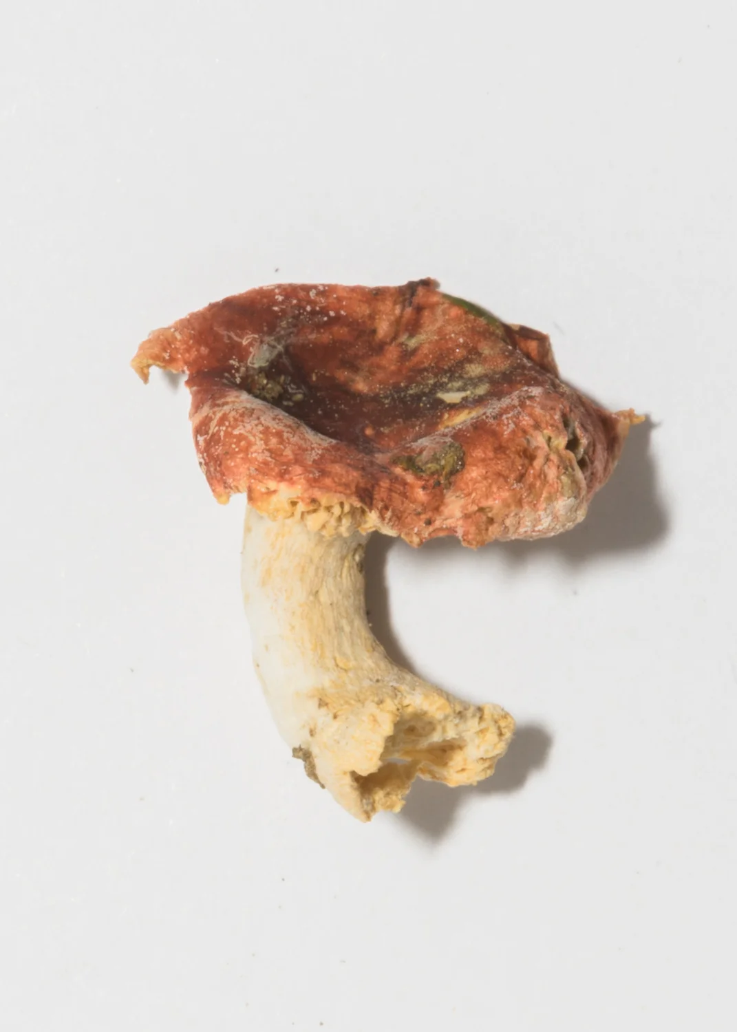 Mushroom-64.jpg
