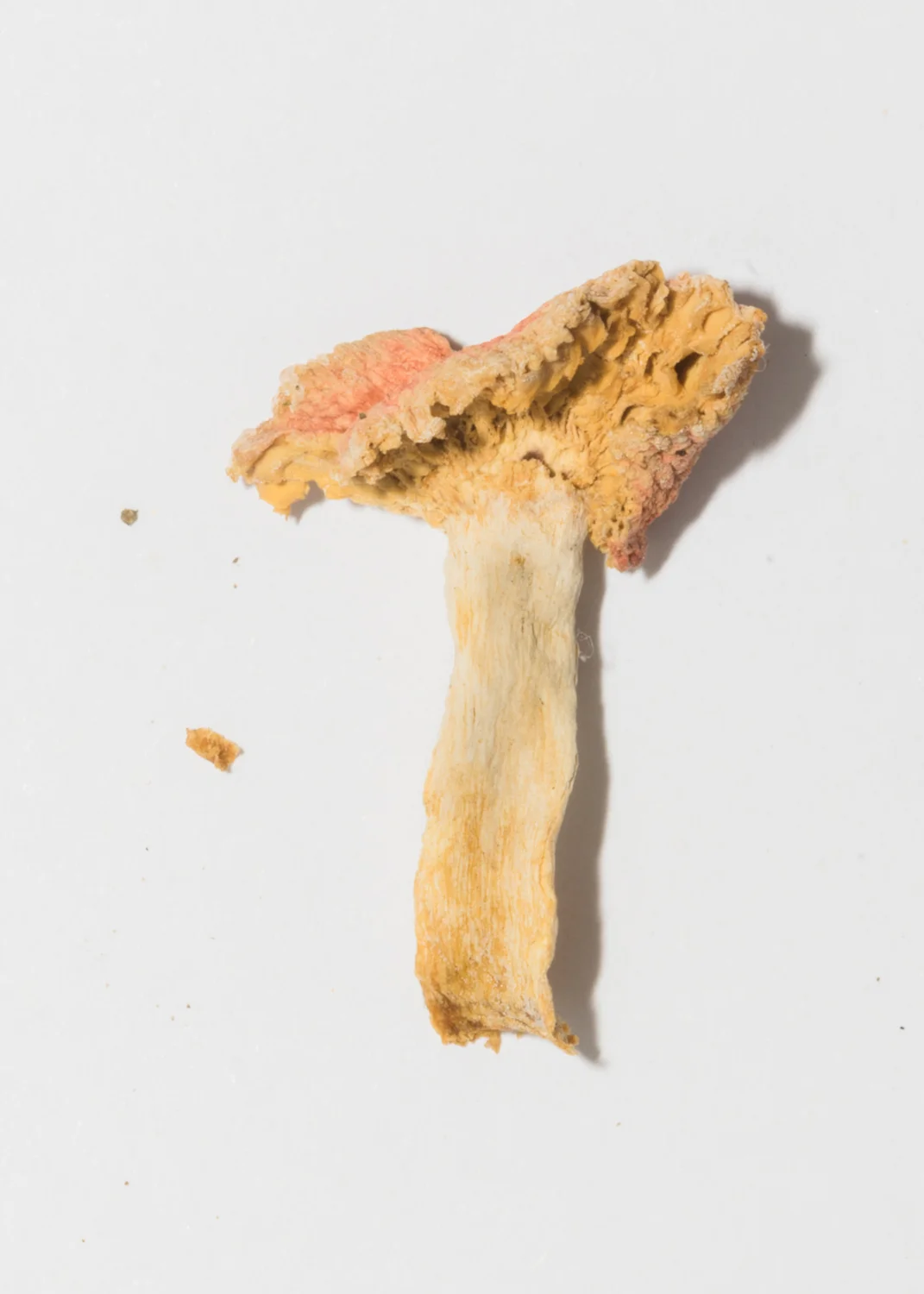 Mushroom-65.jpg