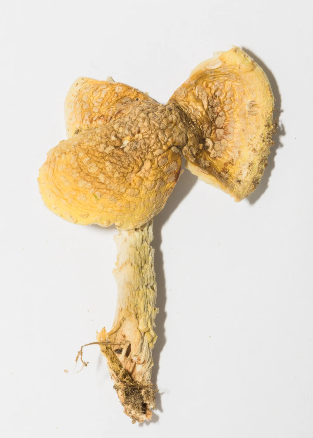 Mushroom-69.jpg