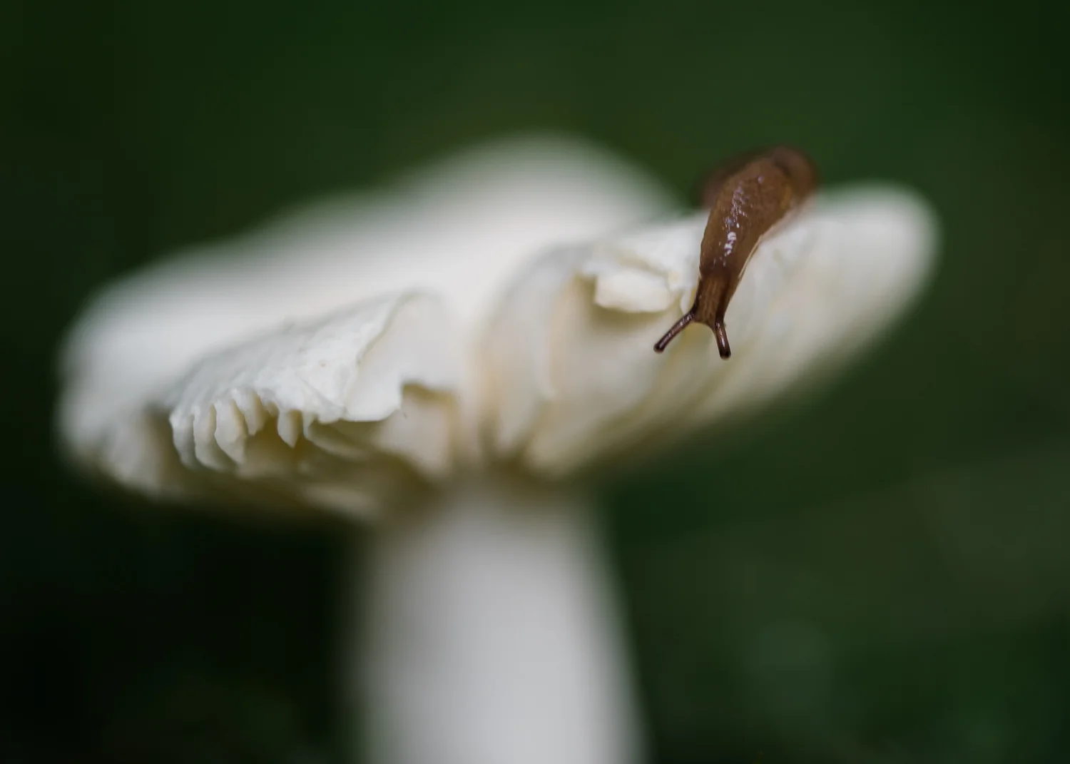 Mushroom-85.jpg