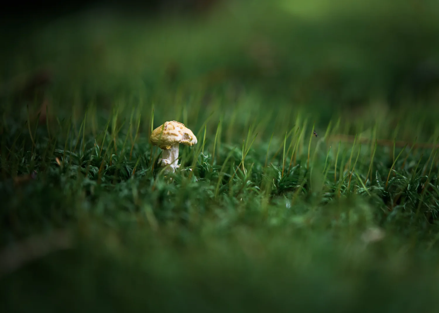 Mushroom-107.jpg