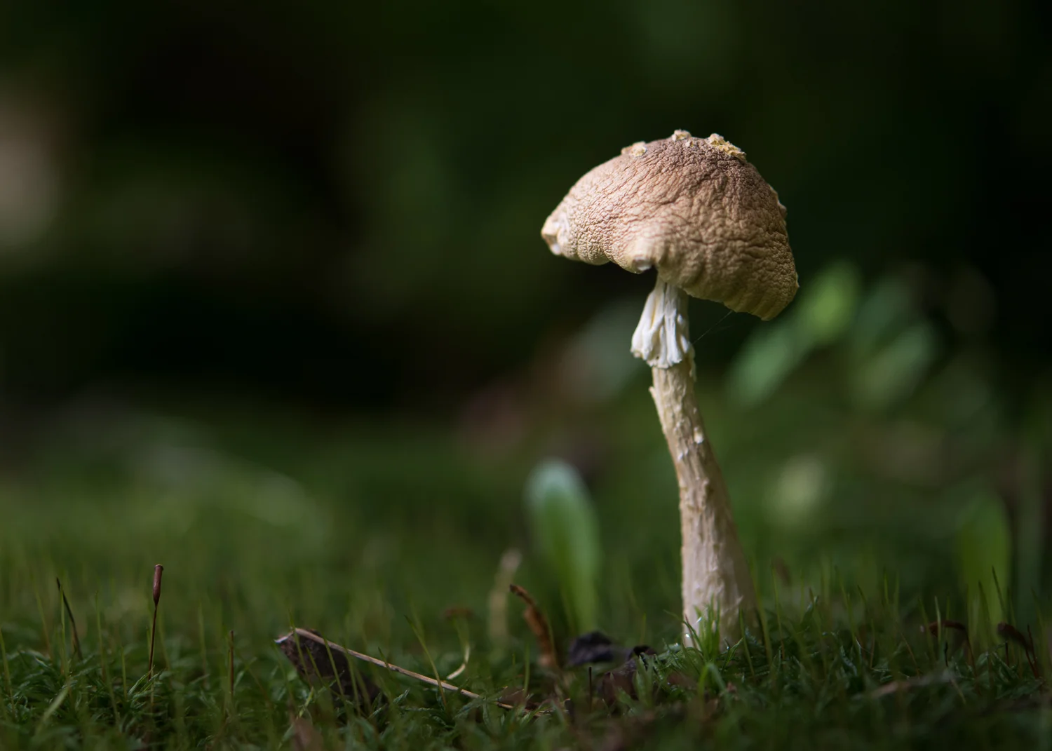Mushroom-106.jpg