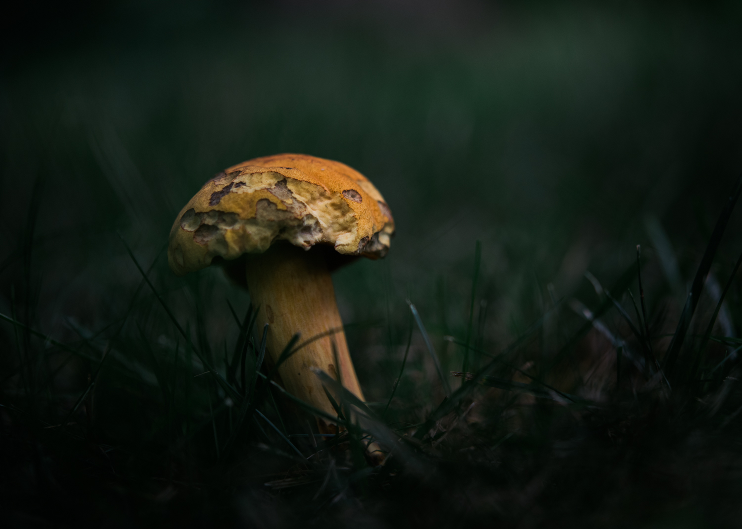 Mushroom-105.jpg