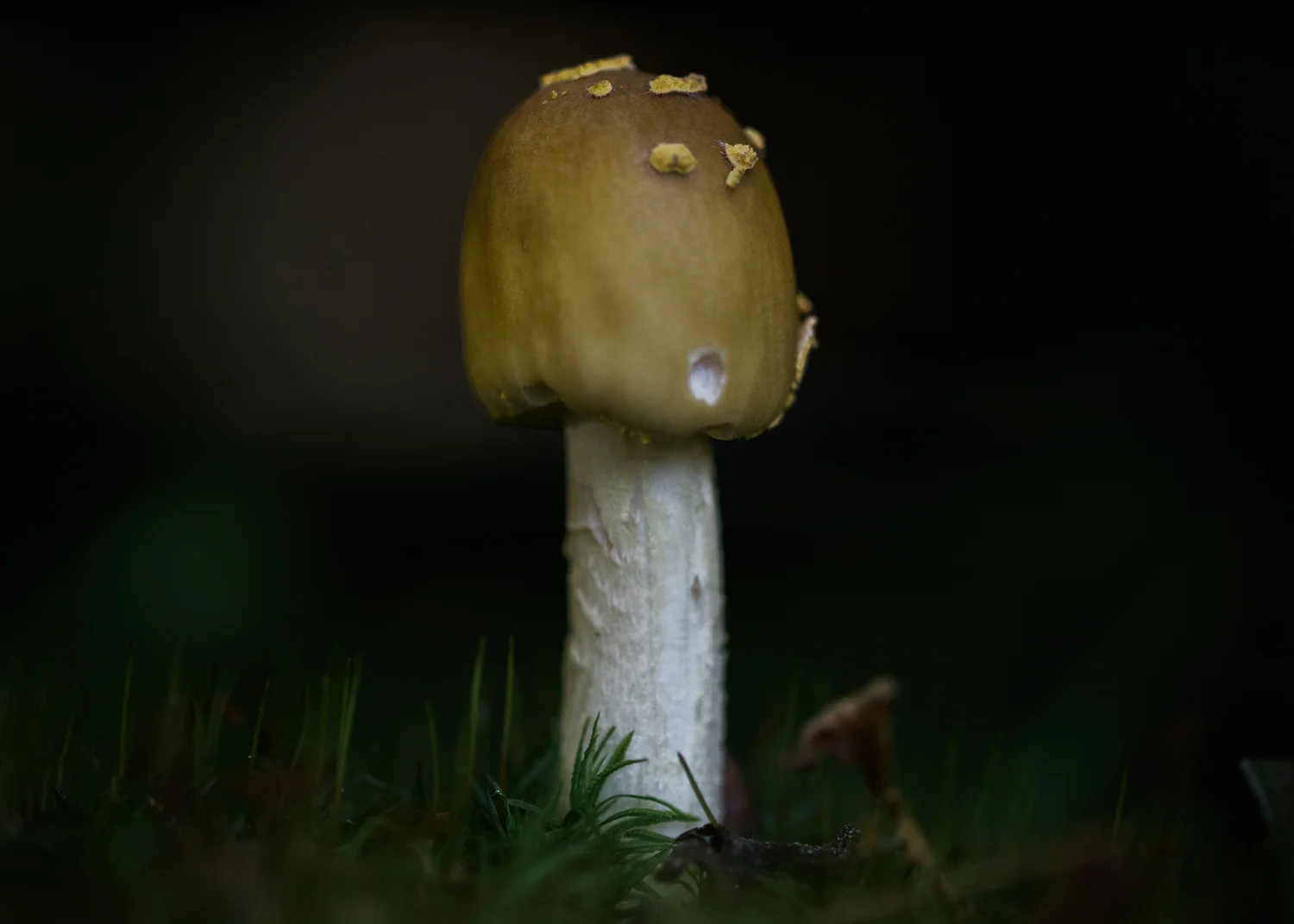 Mushroom-103.jpg