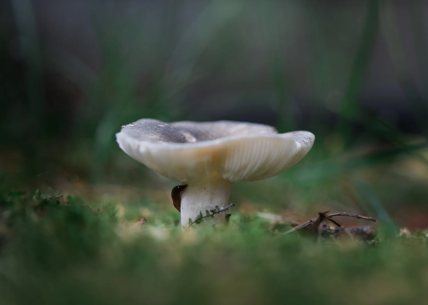 Mushroom-98.jpg
