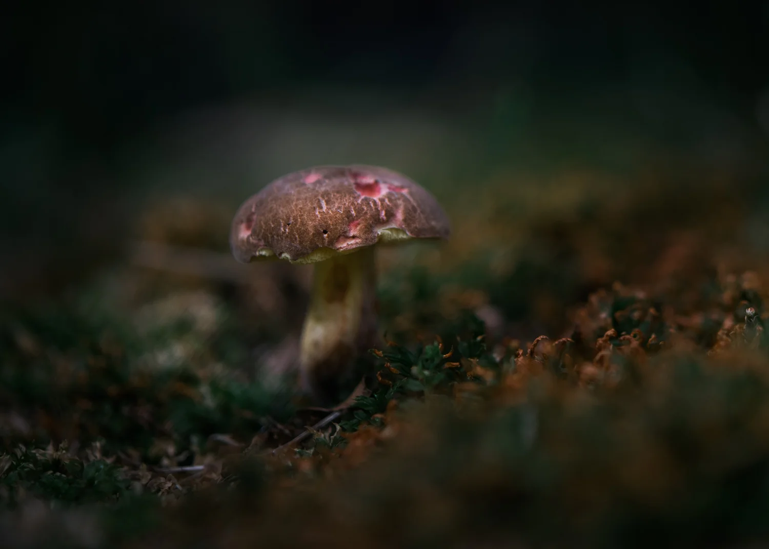 Mushroom-97.jpg