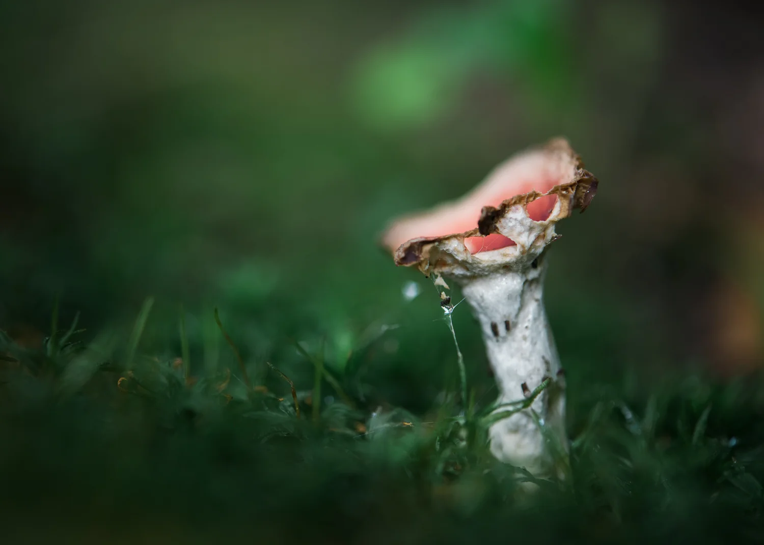 Mushroom-95.jpg