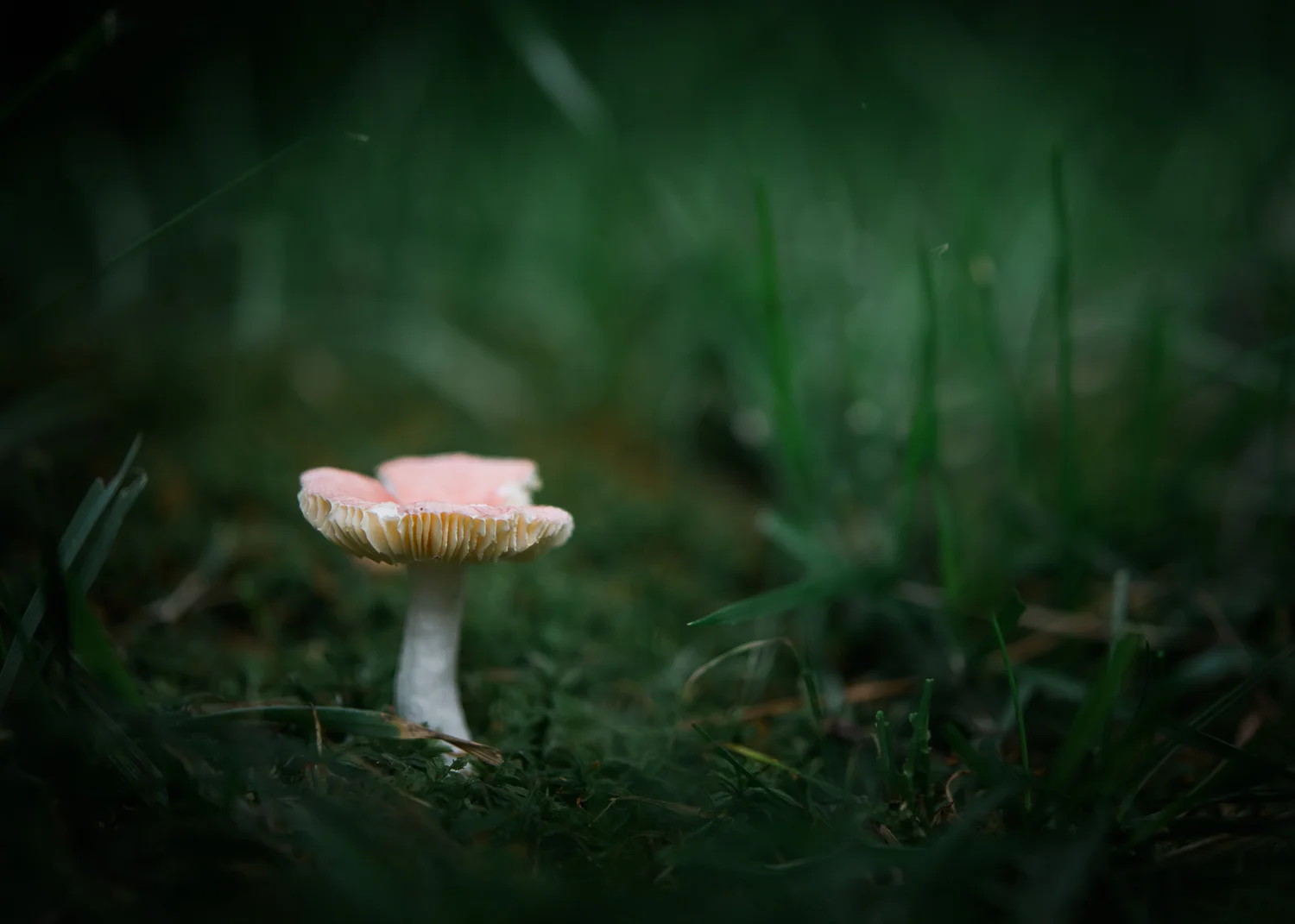 Mushroom-94.jpg