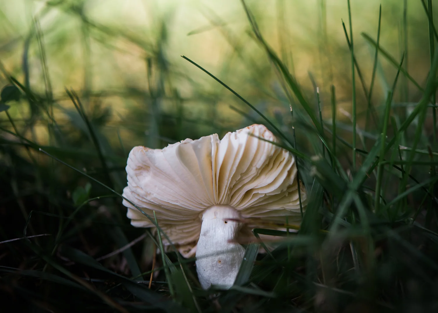 Mushroom-92.jpg