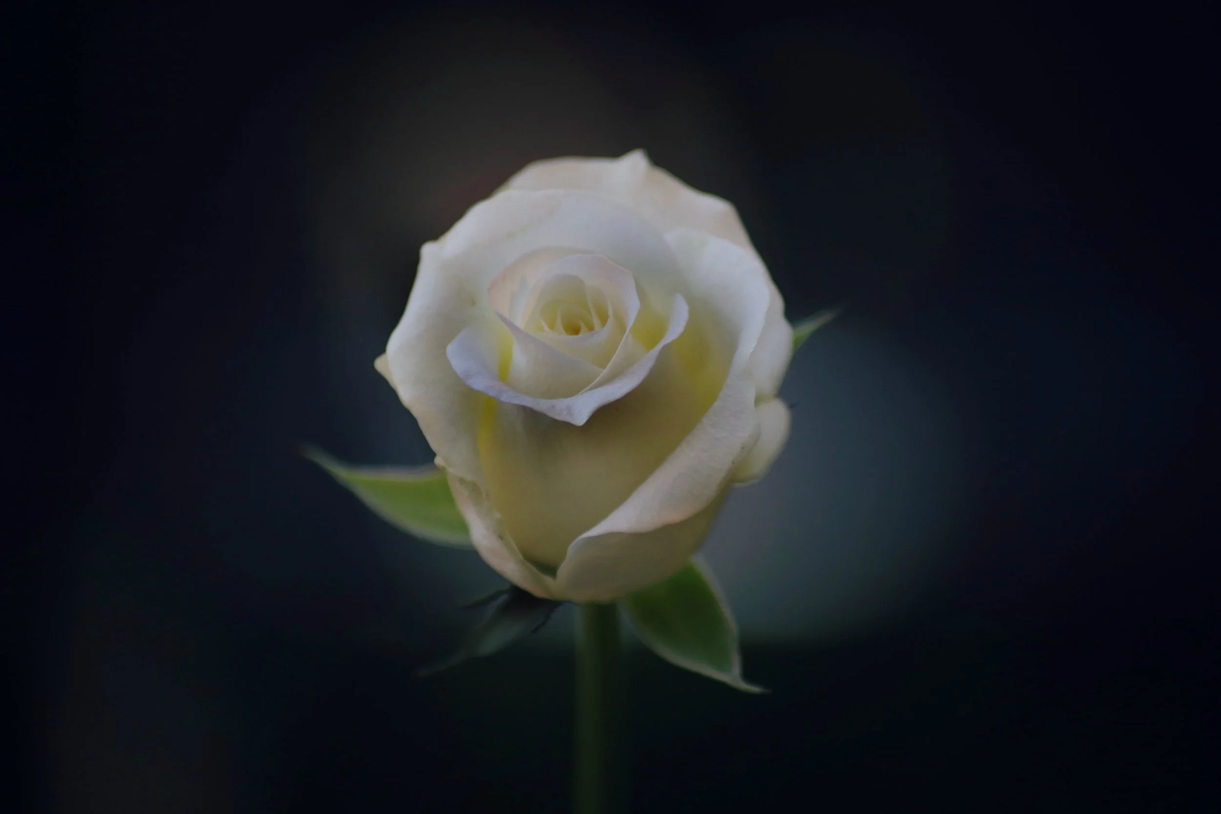rose2.jpg