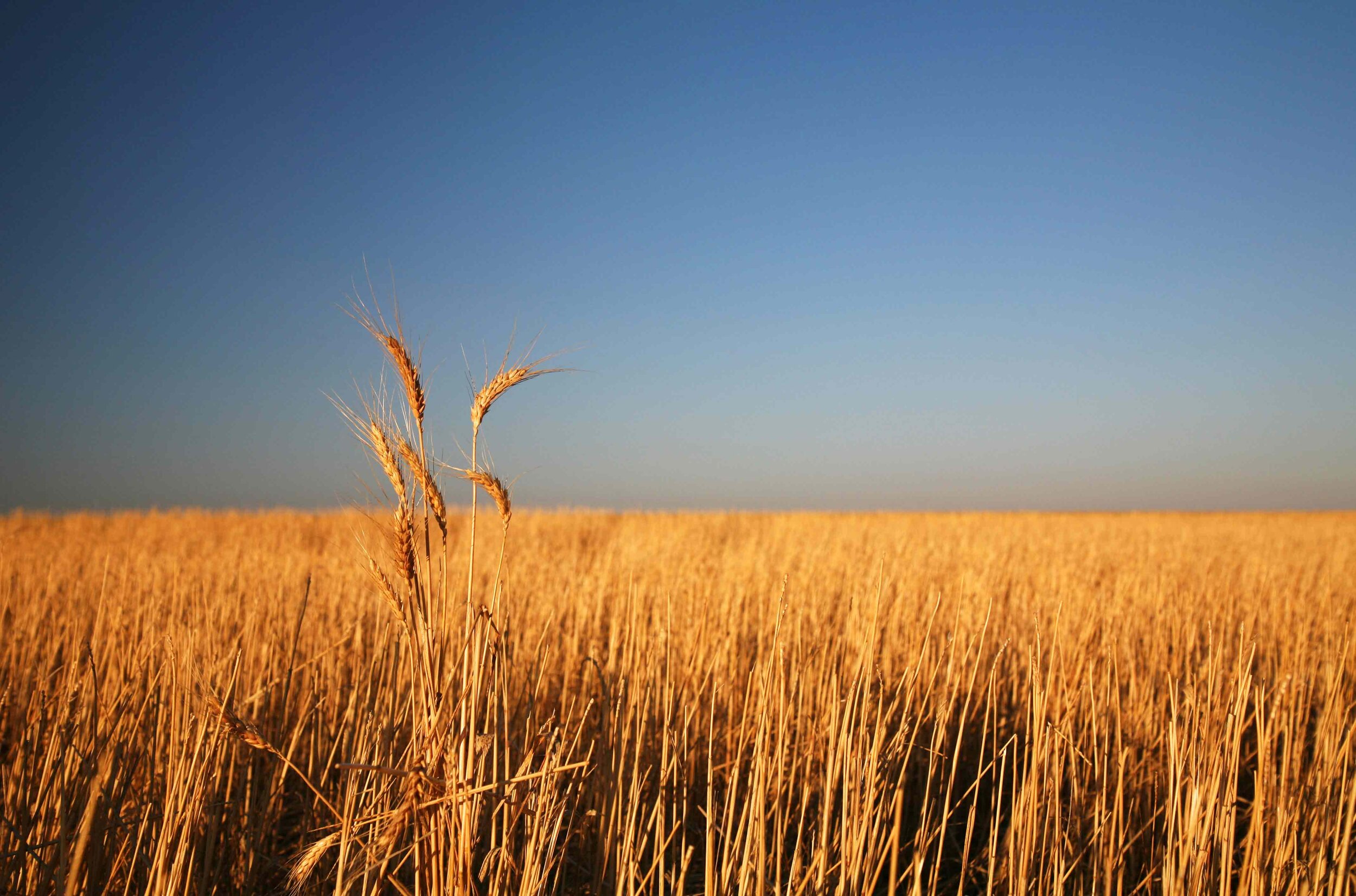 wheat-field-close-up (1).jpg