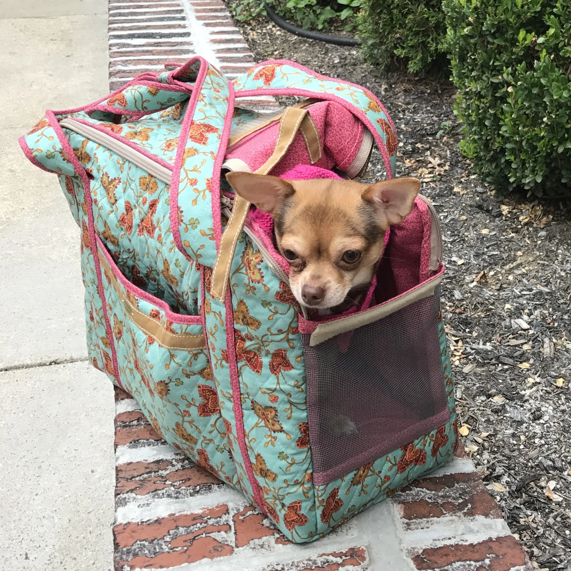 Gabby in her new Vineyard Carrier.jpg
