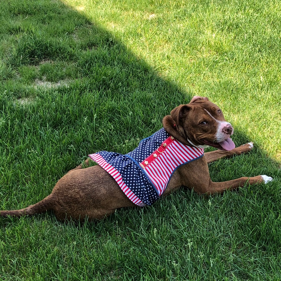 Bella, a Pit Bull Rescue enjoying her Patriot Harness
