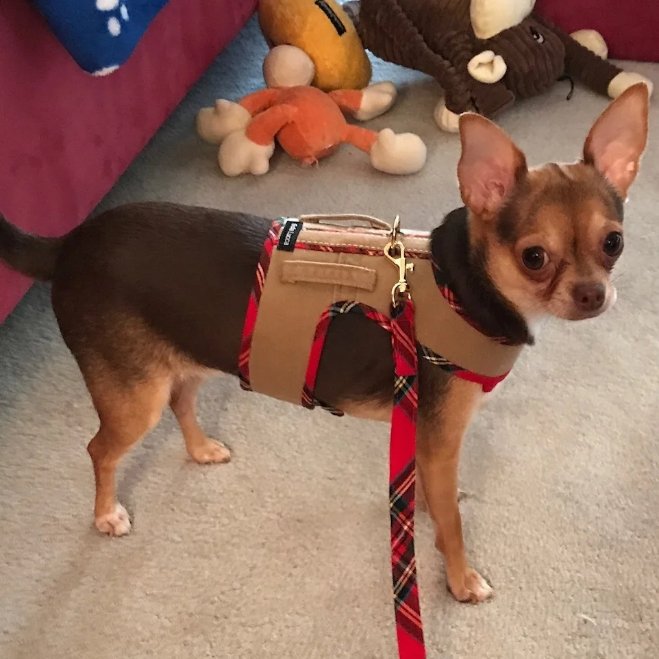 Gabby in her new Weekend Harness and leash.jpg