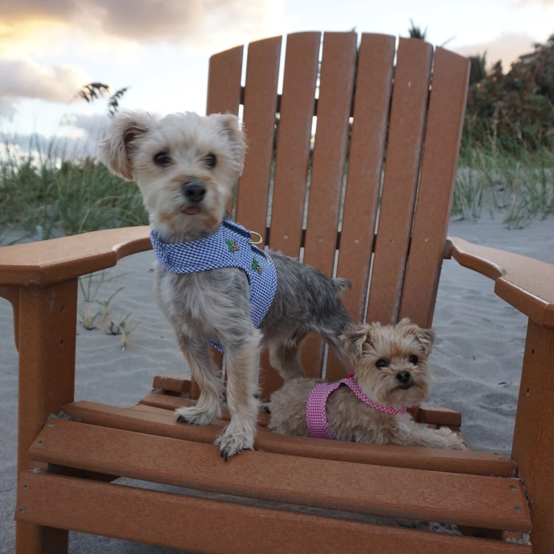 Paco and Poppy Naples Harness.jpg