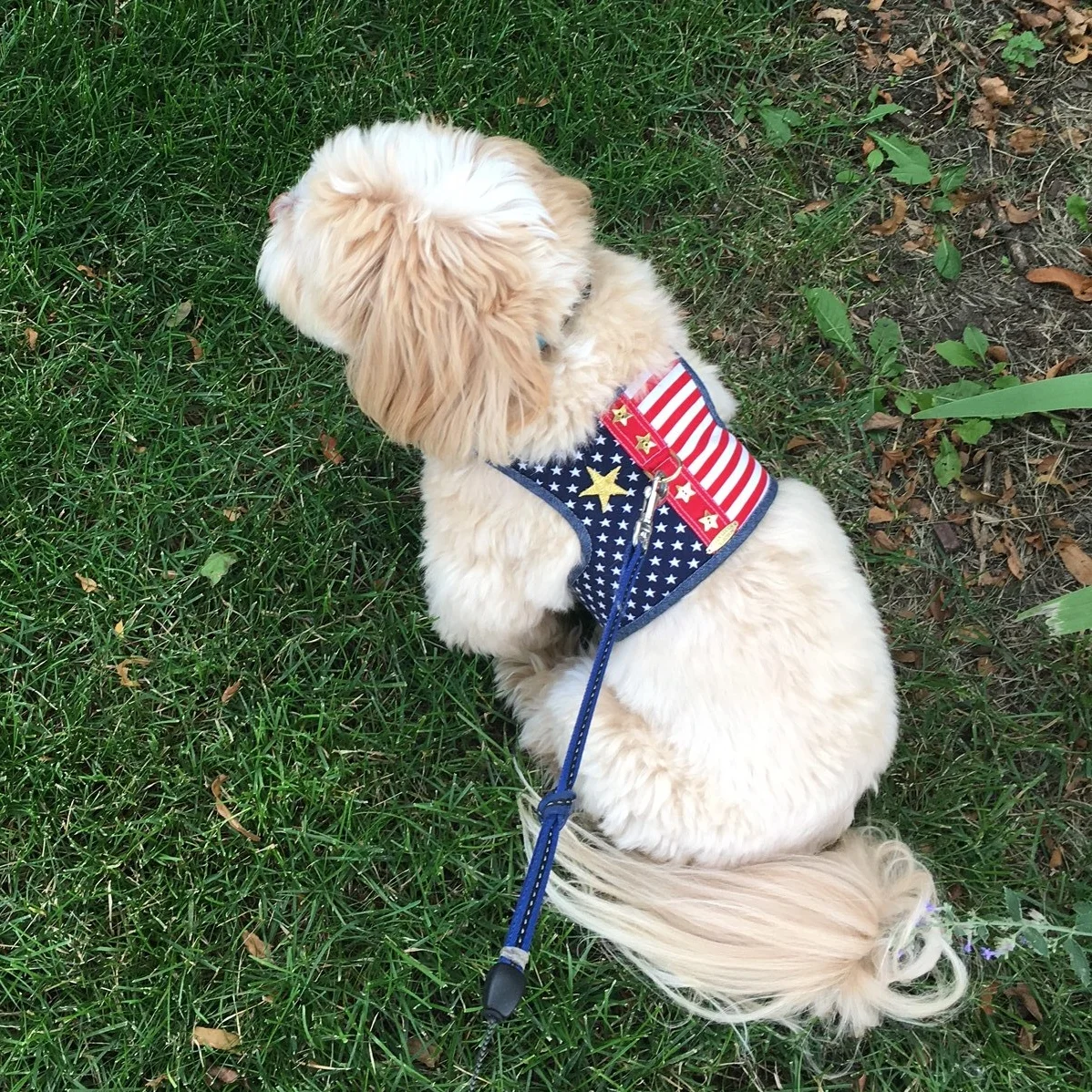 Tango wearing Flag Harness.JPG