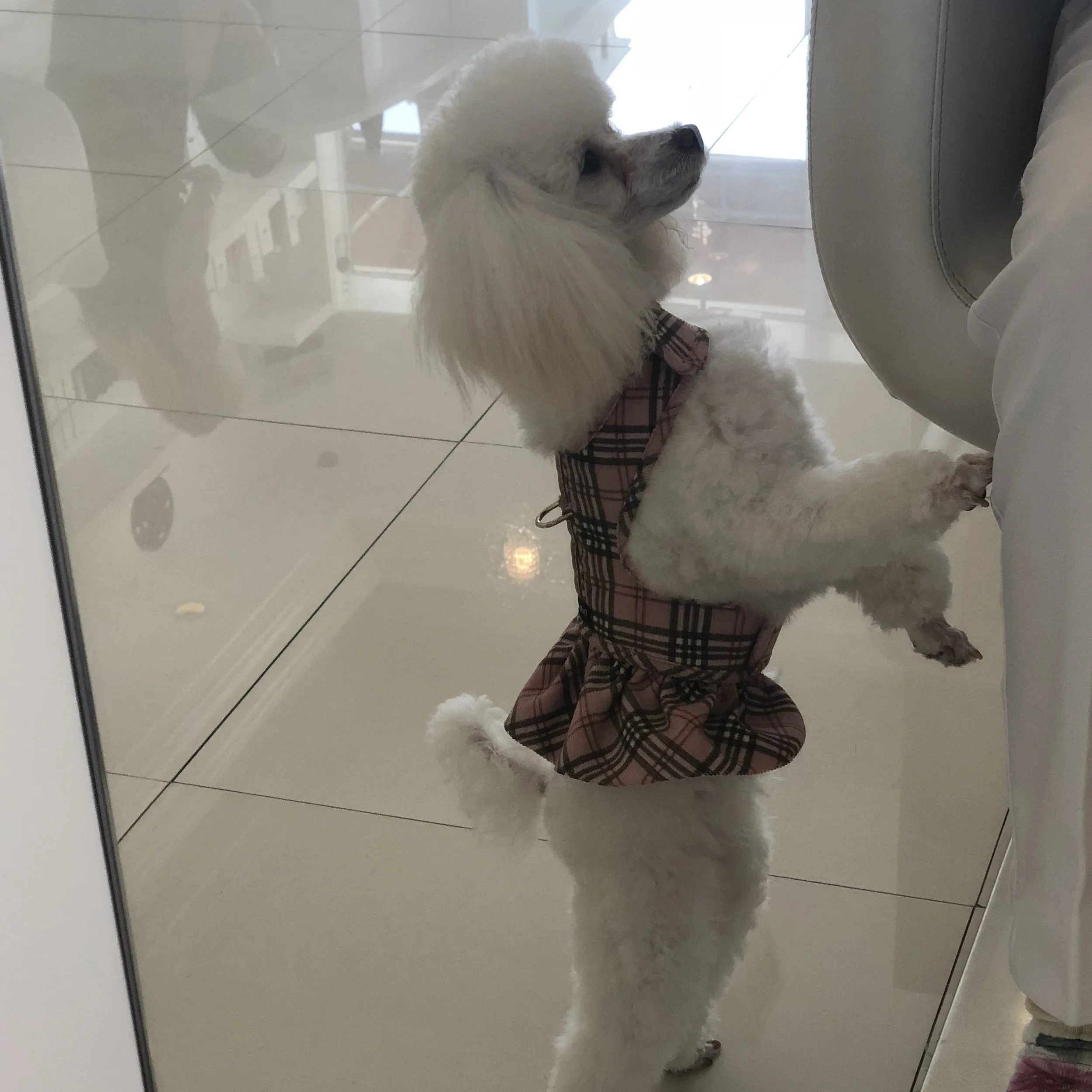Lily kayla harness.jpg