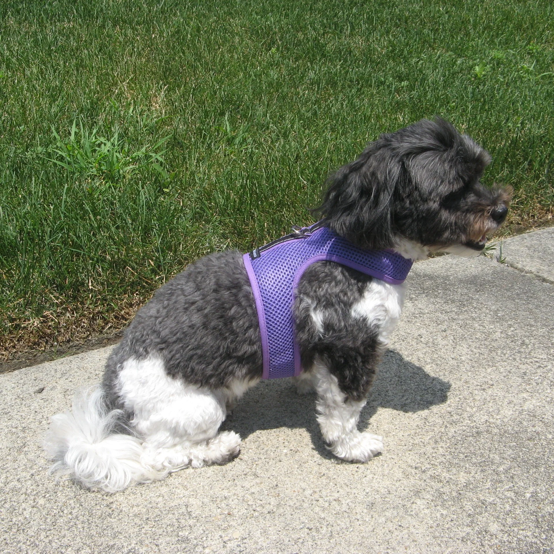 Mesh+Harness+Purple+side.jpg