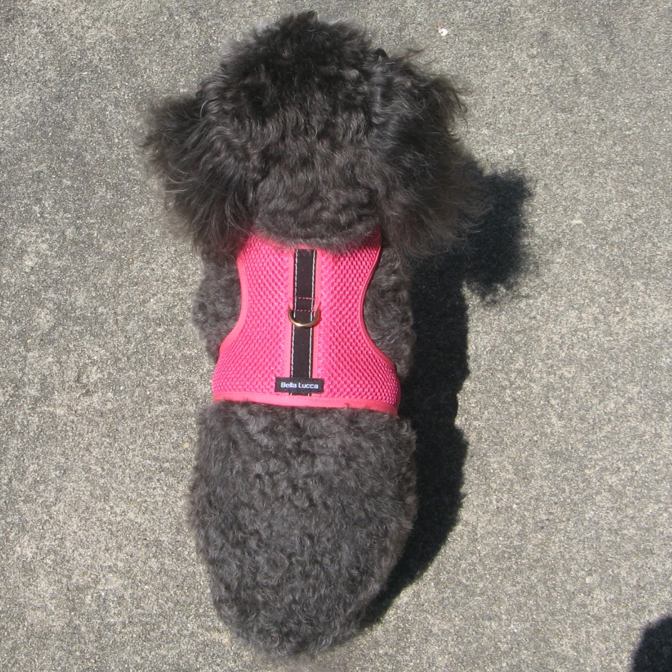 Mesh Harness Pink Back.jpg
