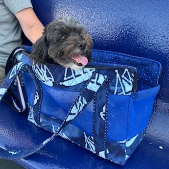 Sail+Boat+CArrier+Mabel+2.jpg