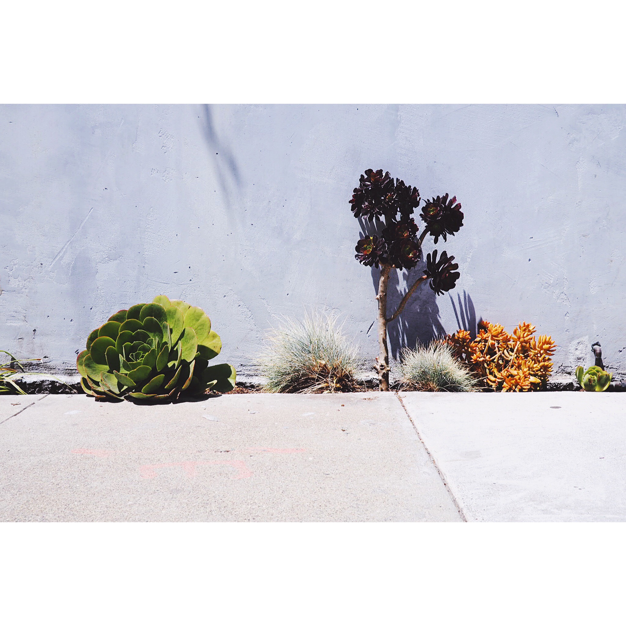 San Francisco Street Succulents