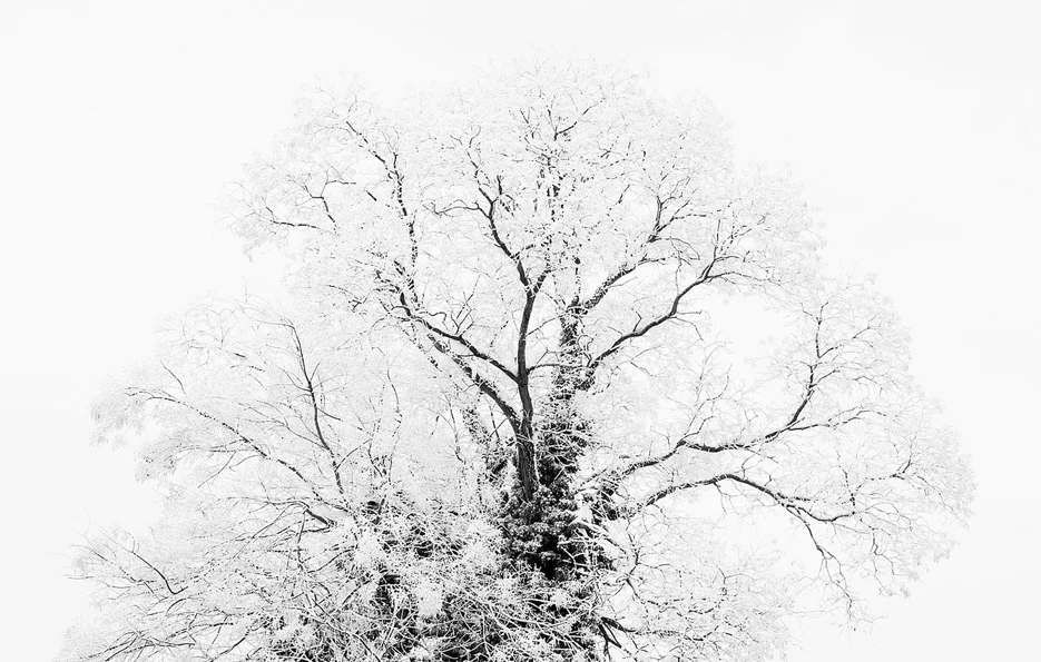 TREE N°4 / BRAIN / FRANCE
