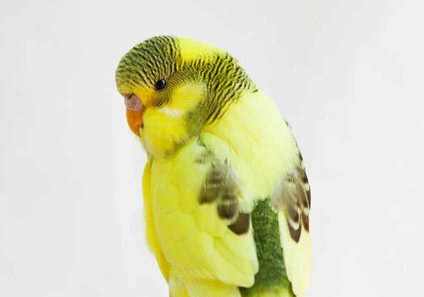 PARAKEET