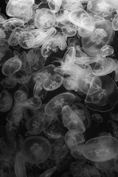 JELLYFISH