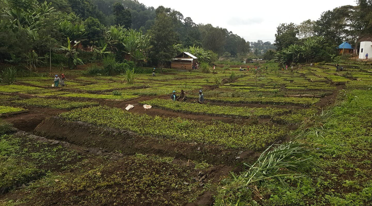 Usambara Biodiversity Conservation Tanzania.jpg