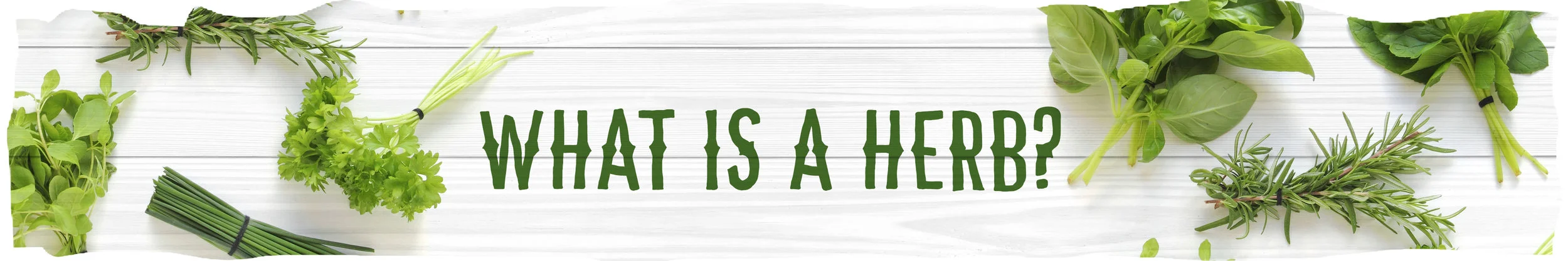 What is a herb.jpg