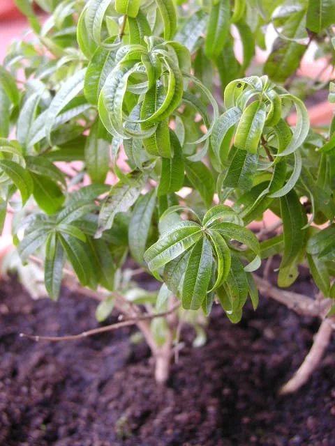 lemon_verbena.jpeg
