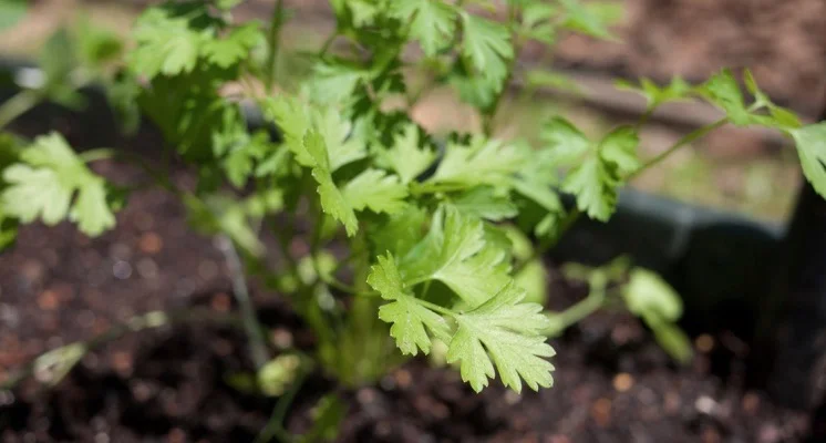 growing_fresh_parsley.jpeg