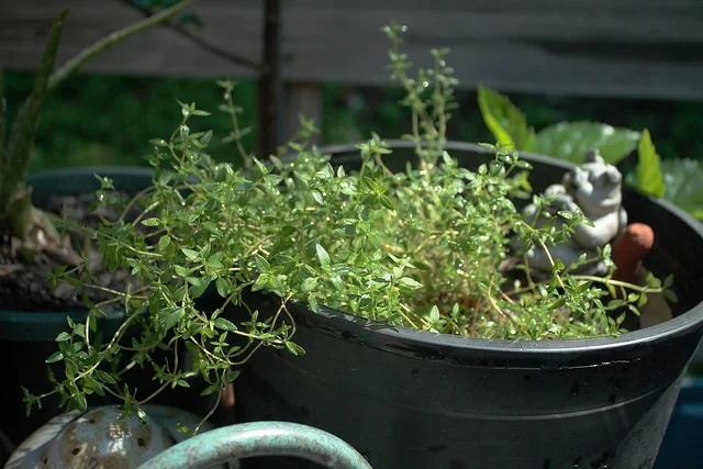 growing_fresh_thyme.jpg