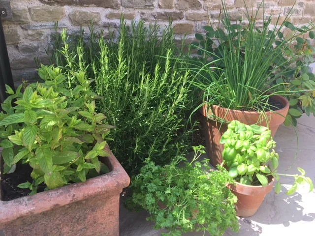 5 Easy to Grow Herbs 