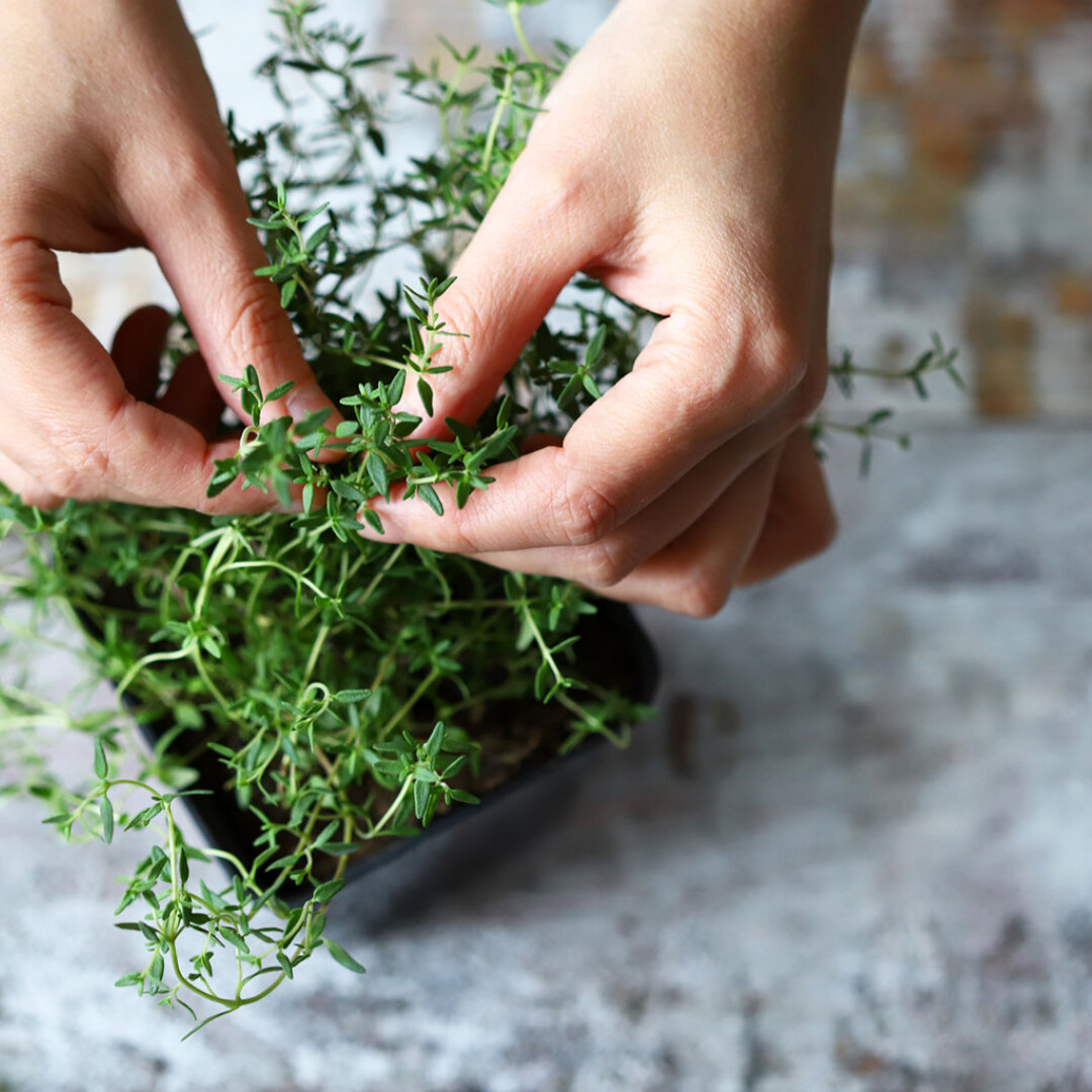 Attention followers, our fresh herb mission continues at A Little Bit. Now who's had thyme to try our brand new brown sauce? 

Grown around the world, thyme has strong antiseptic properties; it can be used as a mouthwash for sore throats and gum infe