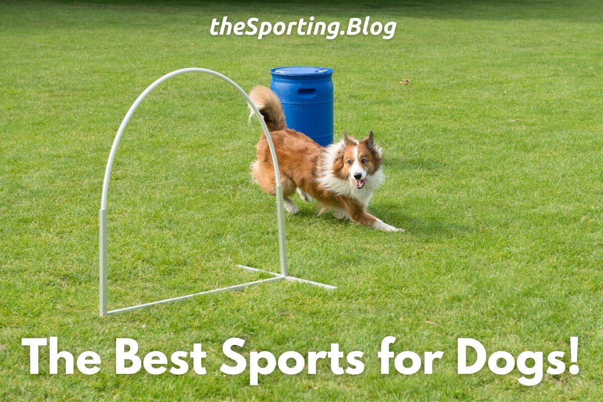 Top 10 Sports and Activities for Dogs