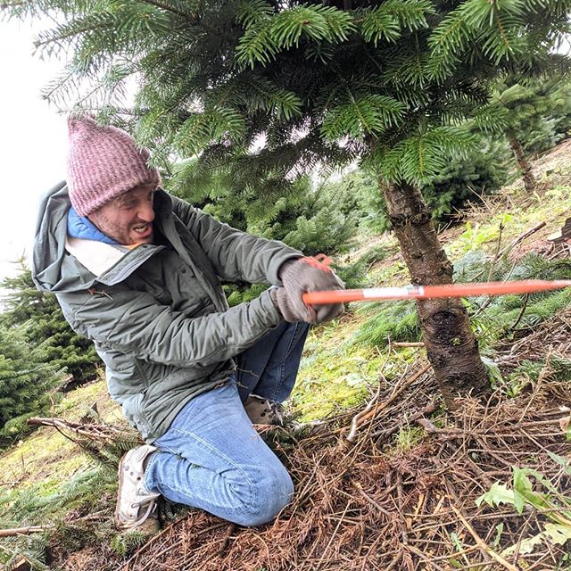 Felling your own Jule tr&aelig; here i Danmark is serious business. 🎄🪓🎄 #denmark #livingdanishly #livingabroad #christmas #christmastree #chopyourown #danish #danishwinter #gl&aelig;deligjul #juletid #vejle #denmark #lilliogoluf #juletr&aelig;  #a