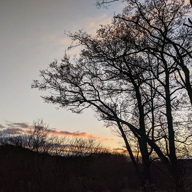 Taking the light as it comes. #denmark #vejle #vejlelife #expatindenmark #darkdays #itsnotraining #wanderlust #walkswithladybird