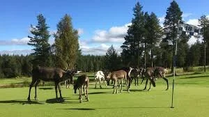 Lapin lumo: golfia, gastronomiaa ja saunalautta