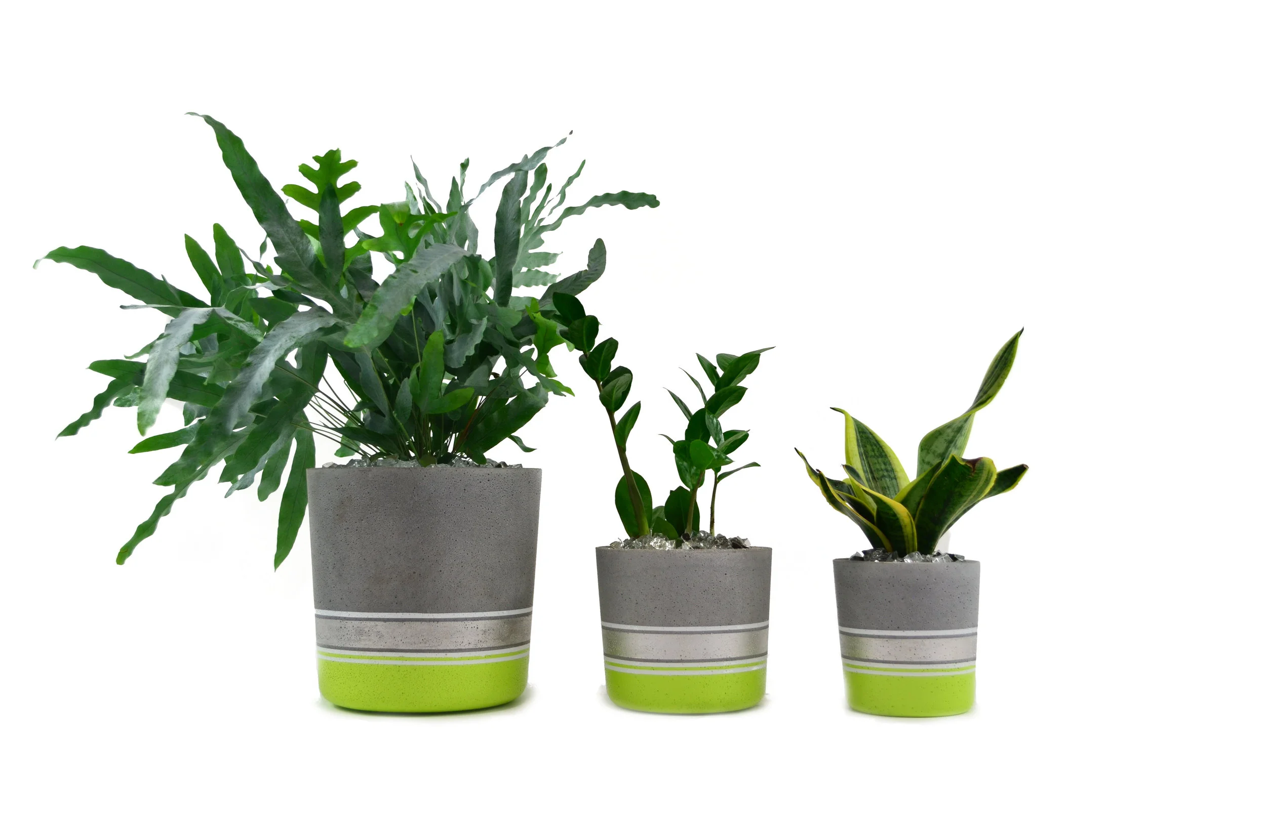 thistle_lime_green_group.jpg