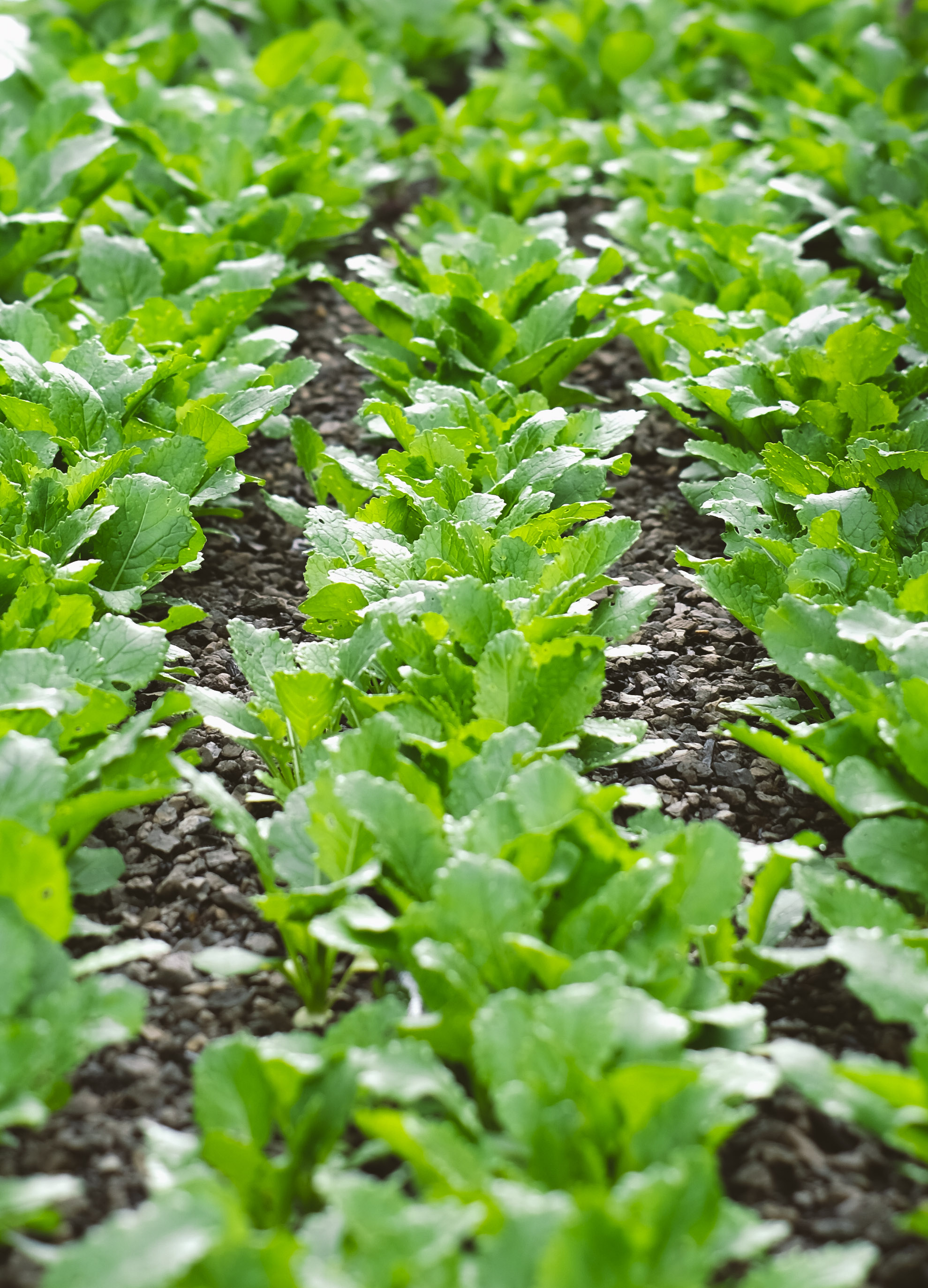 harvest_day-20.jpg