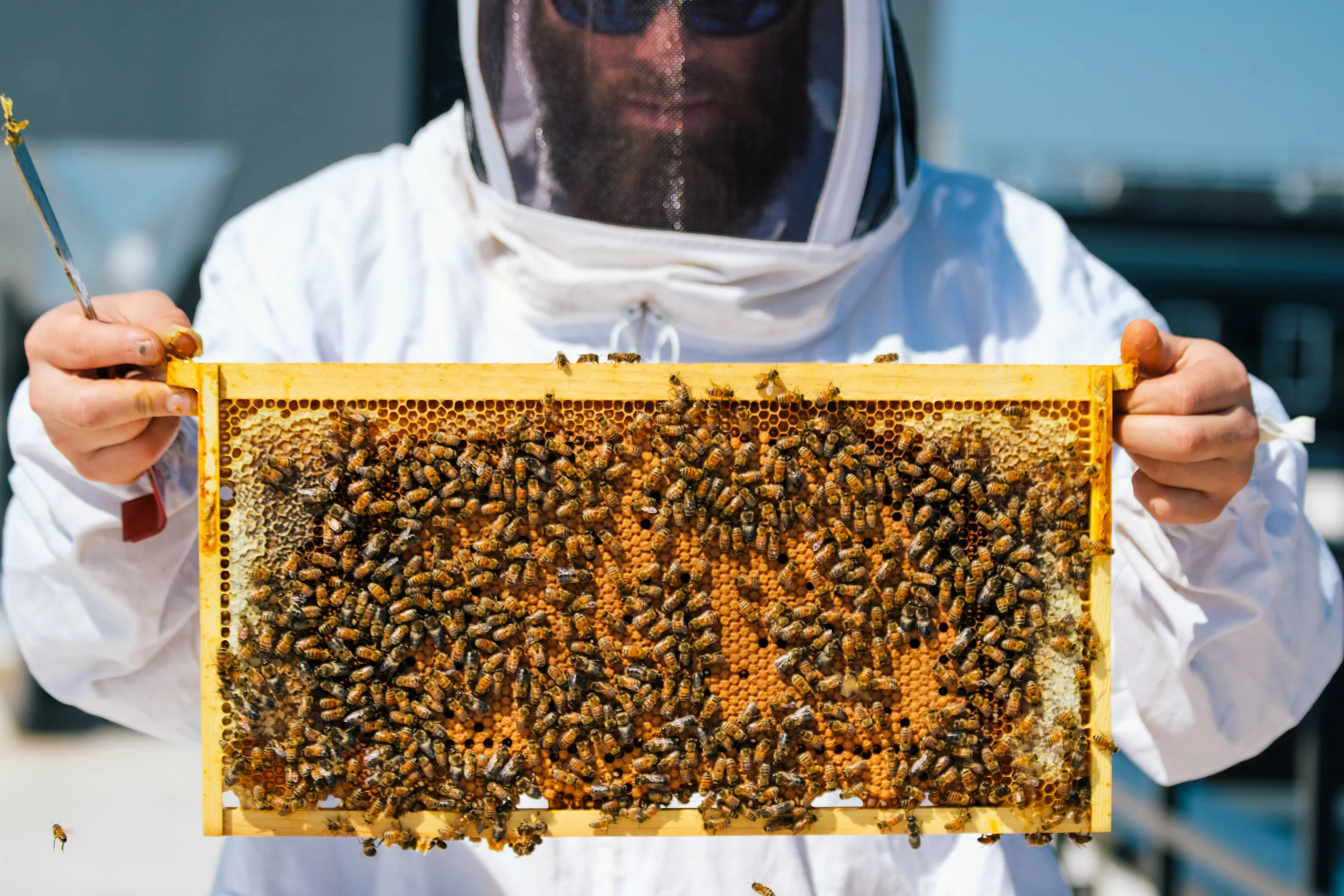 Bees_EmpressGreen-29.jpg