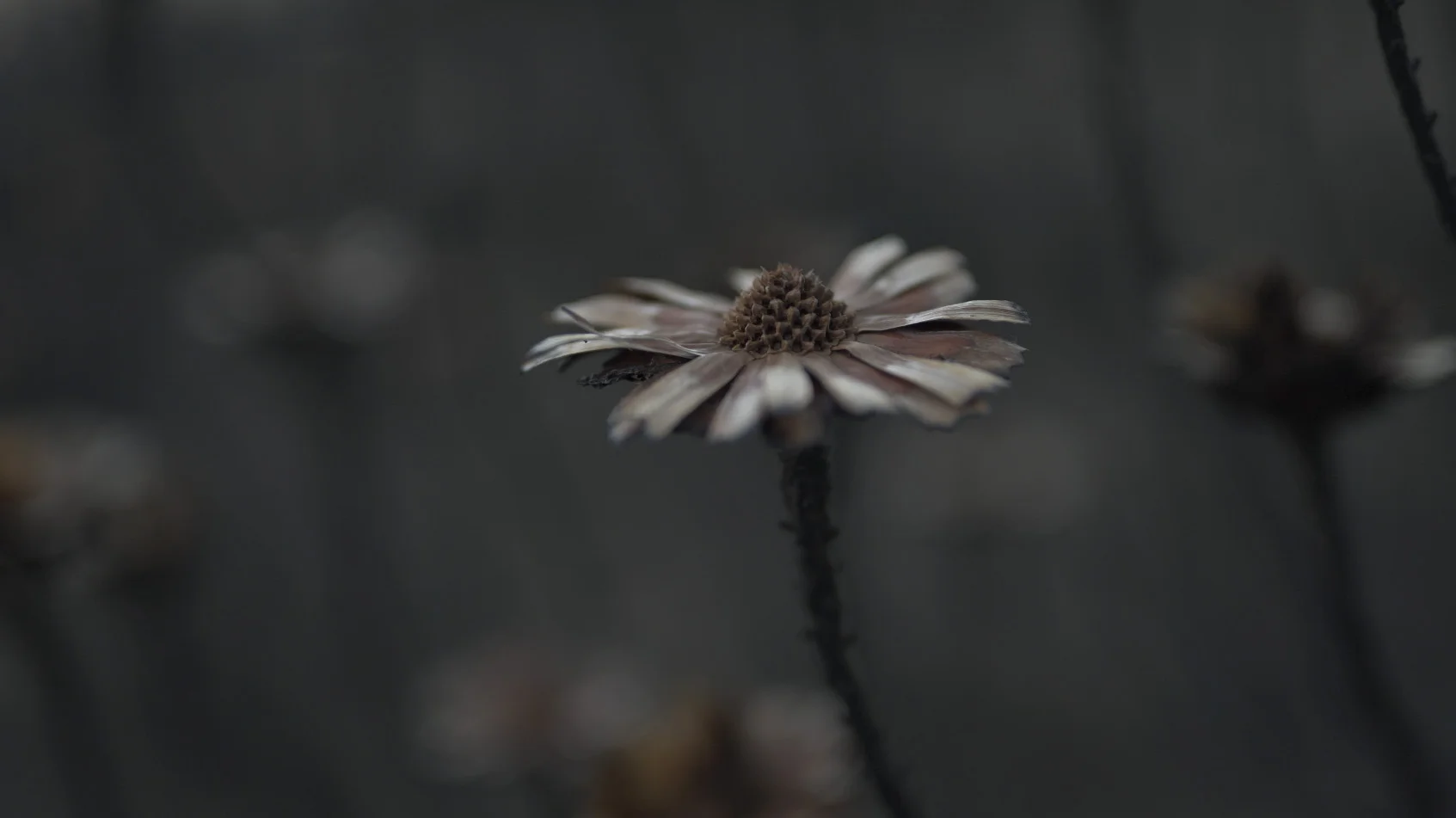 Screen Shot 2017-04-20 at 09.25.47 copy.jpg