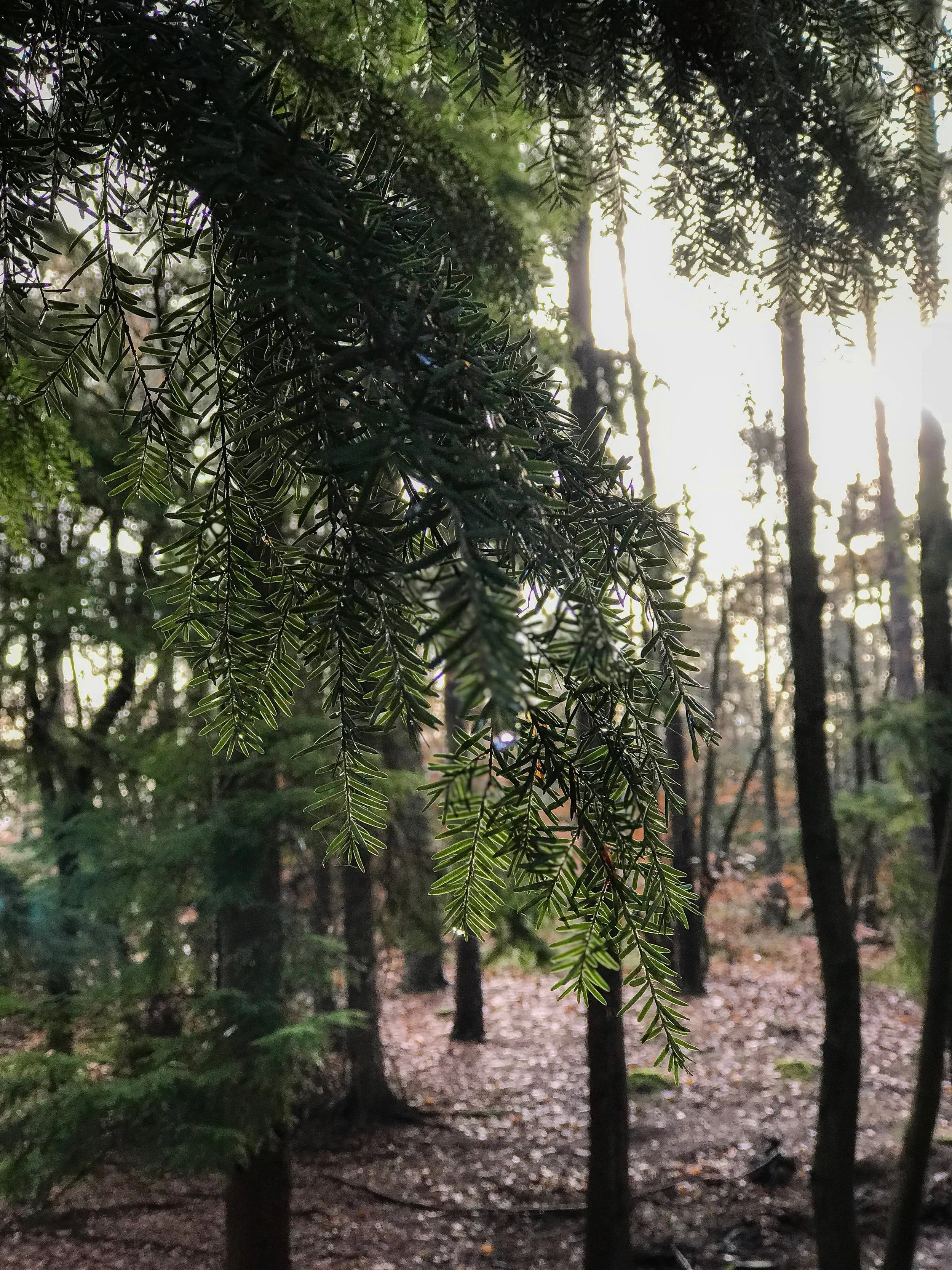 The beautiful forest adjacent to the heath